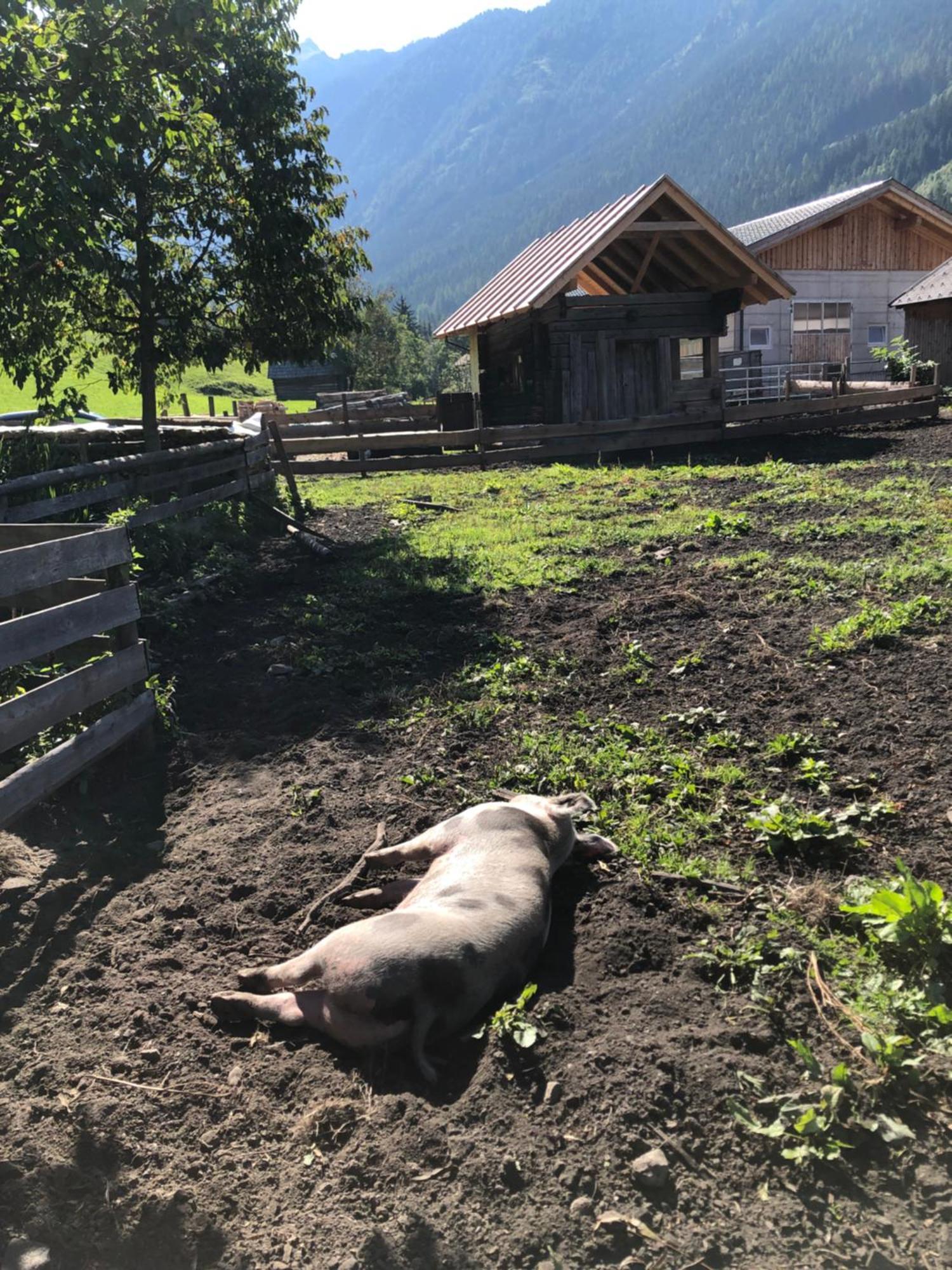 Auerhof Villa Schladming Dış mekan fotoğraf