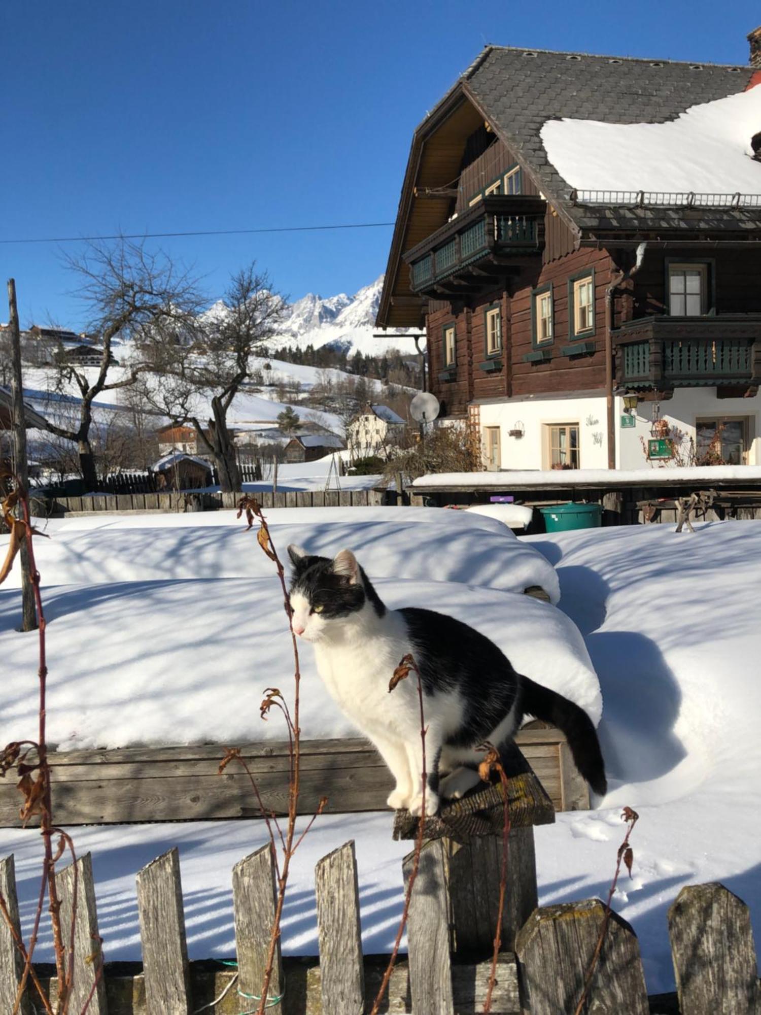 Auerhof Villa Schladming Dış mekan fotoğraf