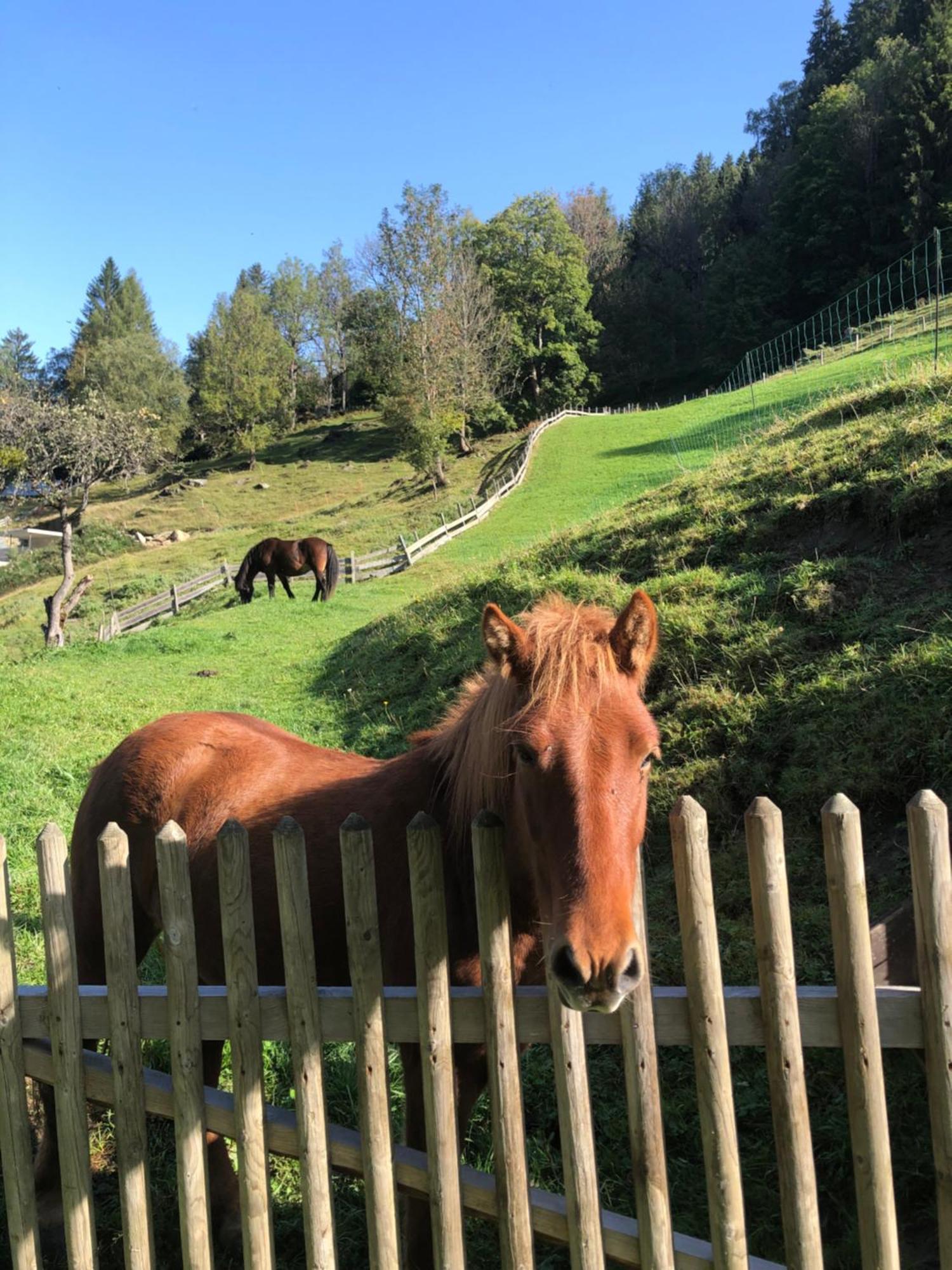 Auerhof Villa Schladming Dış mekan fotoğraf