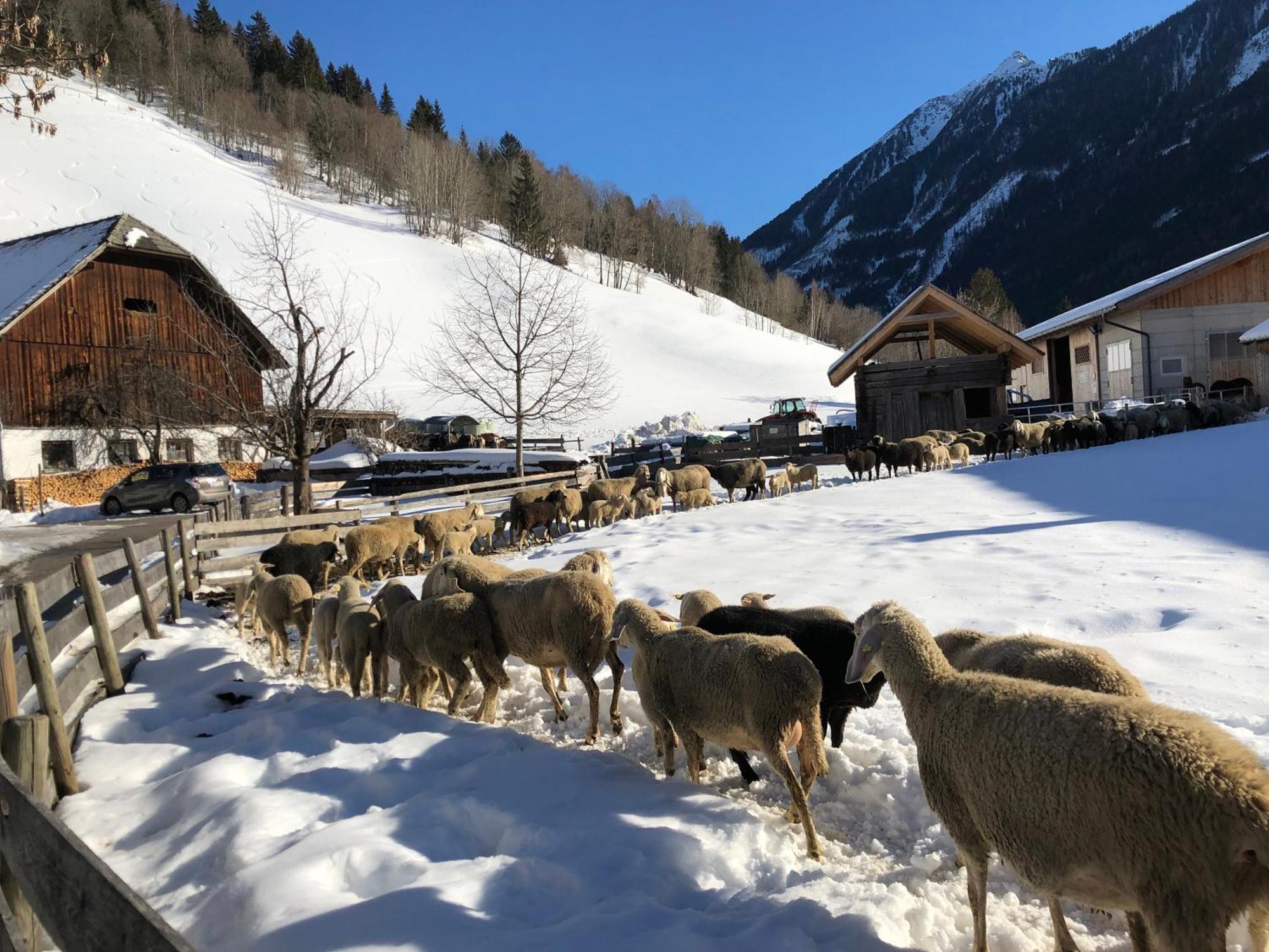 Auerhof Villa Schladming Dış mekan fotoğraf