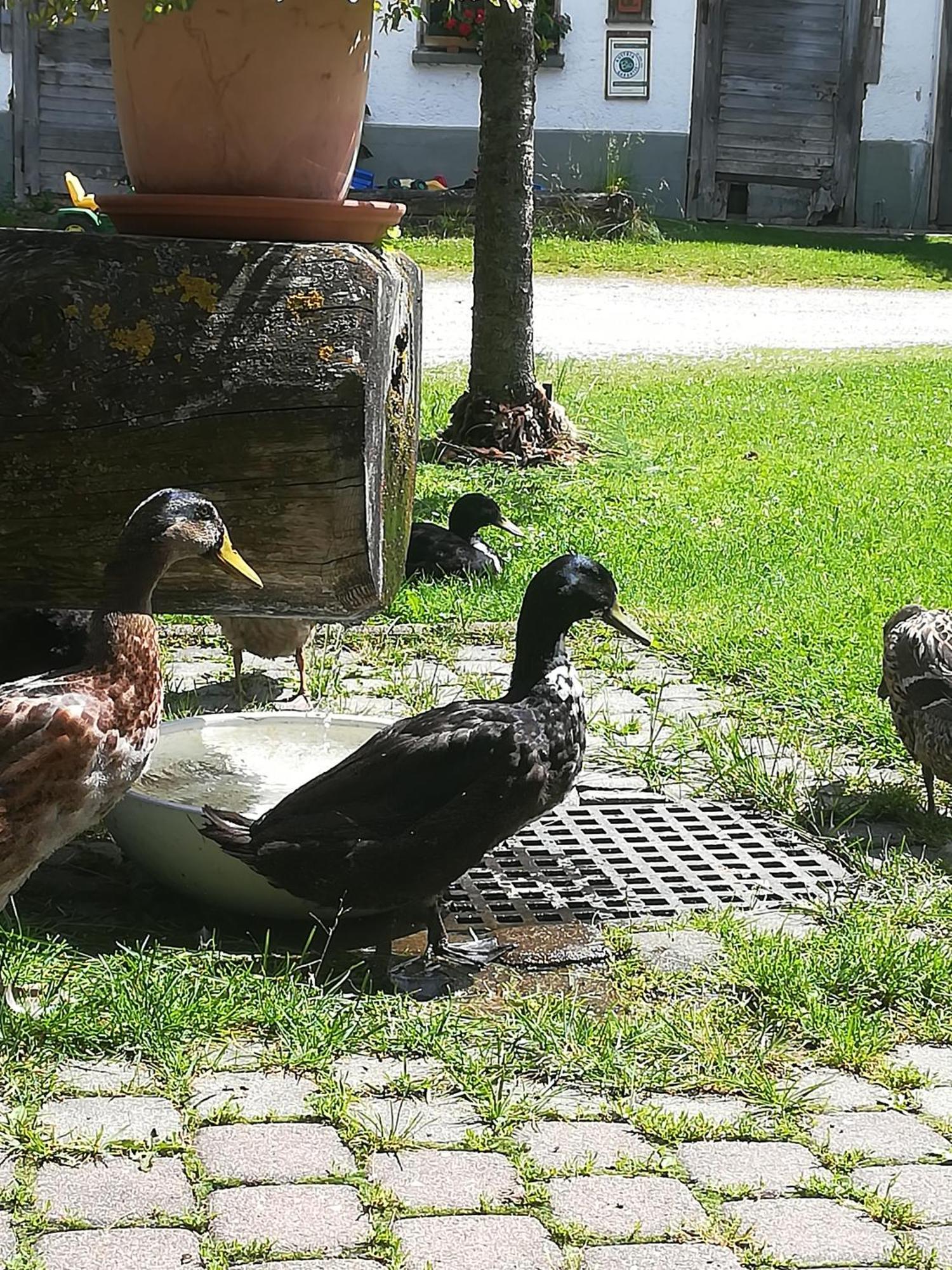 Auerhof Villa Schladming Dış mekan fotoğraf